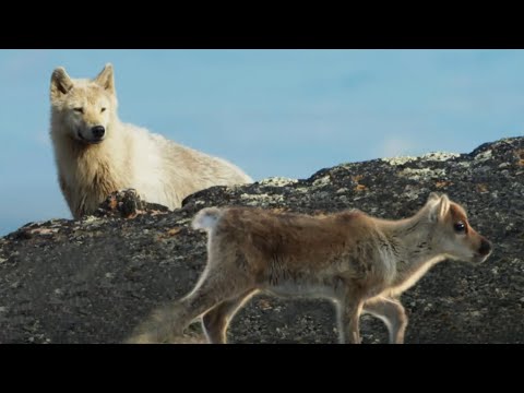 Arctic Wolf Hunts Baby Caribou | 4K UHD | Planet Earth II | BBC Earth