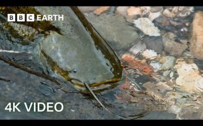 The Fish That Hunts Pigeons | 4K UHD | Planet Earth II | BBC Earth