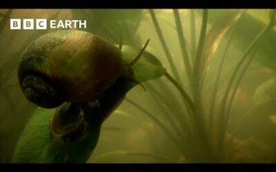 Giant Snail Uses “Snorkel” to Breathe Underwater | How Nature Works | BBC Earth