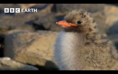 Arctic Tern Chick vs Polar Bear | Seasonal Wonderlands | BBC Earth