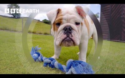 Bulldog Pup Steals Siblings’ Dinner | Wonderful World of Puppies | BBC Earth