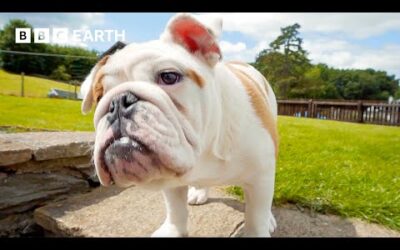 These Puppies Love Treats A Little Too Much | Wonderful World of Puppies | BBC Earth