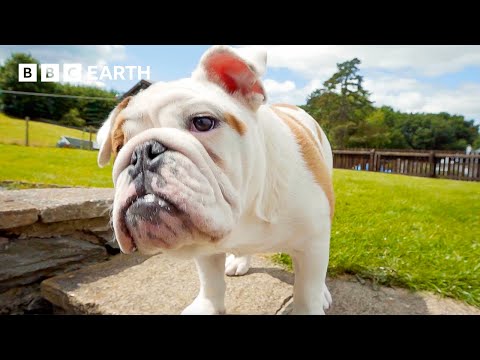 These Puppies Love Treats A Little Too Much | Wonderful World of Puppies | BBC Earth