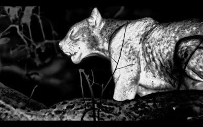 Epic Leopard Hunt in Night Vision | 4KUHD | Mammals | BBC Earth