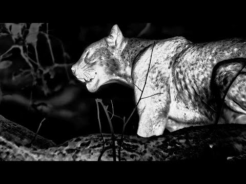 Epic Leopard Hunt in Night Vision | 4KUHD | Mammals | BBC Earth