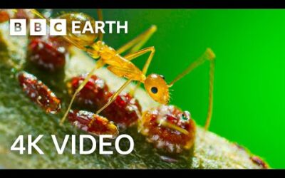 Yellow Crazy Ants Kill Red Crab | 4K UHD | Planet Earth II | BBC Earth