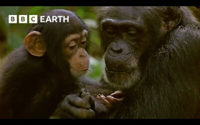 Mother Chimpanzee Teaches Baby to Catch Termites | Natural World: Wild Mother and Babies | BBC Earth