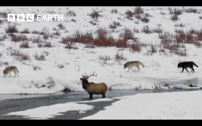 Hungry Wolf Pack Trap Elk | Yellowstone | BBC Earth