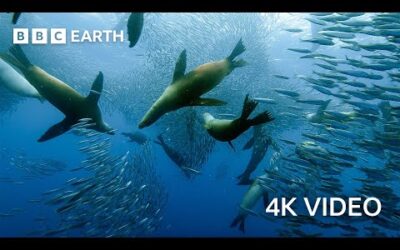 Sardine Feeding Frenzy with Sharks, Penguins and More | 4K UHD | The Hunt | BBC Earth