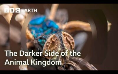 The Darker Side of the Animal Kingdom | Bad Natured: Full Series | BBC Earth