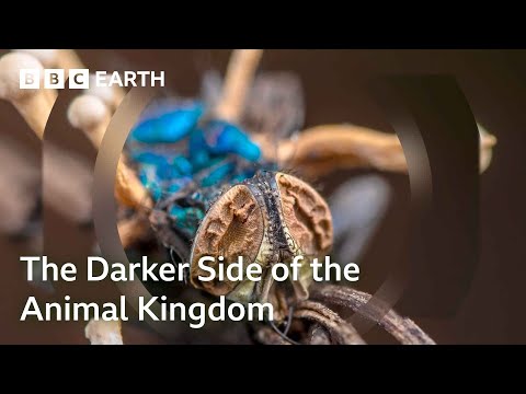 The Darker Side of the Animal Kingdom | Bad Natured: Full Series | BBC Earth