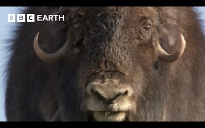 Musk Oxen Vs Arctic Wolves | Animal Super Parents | BBC Earth