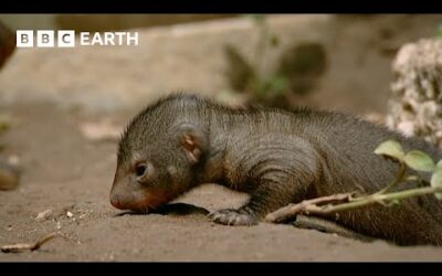 Mongoose Synchronised Birthing Strategy | Animal Super Parents | BBC Earth