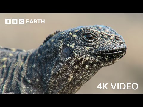 Iguana vs Snakes | 4KUHD | Planet Earth II | BBC Earth