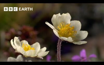 The Fascinating Plant That Lives For 300+ Years | Seasonal Wonderlands | BBC Earth