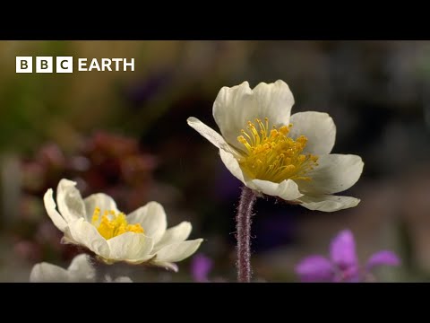 The Fascinating Plant That Lives For 300+ Years | Seasonal Wonderlands | BBC Earth