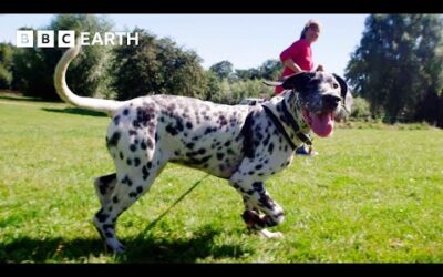 Puppy Tries To Steal Food From A Picnic | Wonderful World of Puppies | BBC Earth