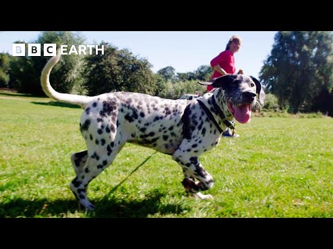 Puppy Tries To Steal Food From A Picnic | Wonderful World of Puppies | BBC Earth