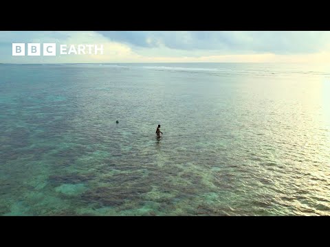 Have You Ever Heard of a Fish Bank? | Our Planet Earth | BBC Earth