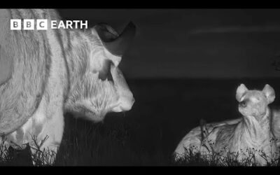 Filming At Night In The Maasai Mara | The Making of Mammals | BBC Earth