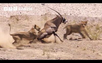 Greatest Fights In The Animal Kingdom Part 4 | BBC Earth