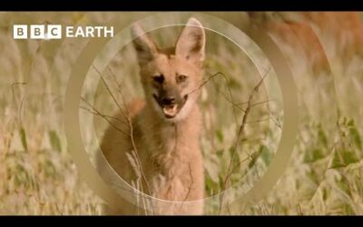 The Rare and Elusive Maned Wolf | How Nature Works | BBC Earth