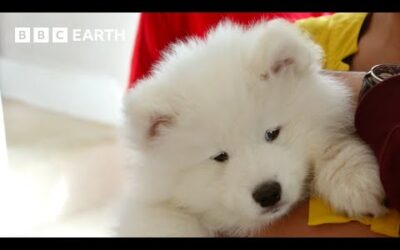 First Time Puppy Parents Welcome New Arrival | Wonderful World of Puppies | BBC Earth