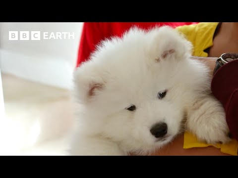 First Time Puppy Parents Welcome New Arrival | Wonderful World of Puppies | BBC Earth