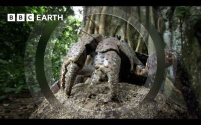 The Colossal Coconut Crab | South Pacific | BBC Earth