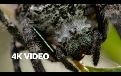 Real-Life Spider Shoots Web 25 Metres Long! | The Hunt | 4K UHD | BBC Earth