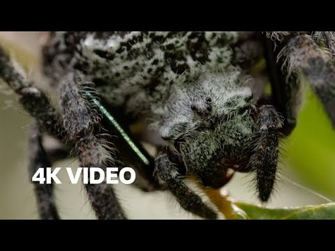 Real-Life Spider Shoots Web 25 Metres Long! | The Hunt | 4K UHD | BBC Earth