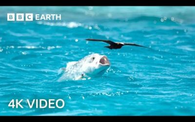 Two Hours of Amazing Animal Moments | 4K UHD | BBC Earth