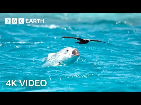 Two Hours of Amazing Animal Moments | 4K UHD | BBC Earth