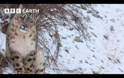 Slow Down with Snow Leopards | Mammals | BBC Earth