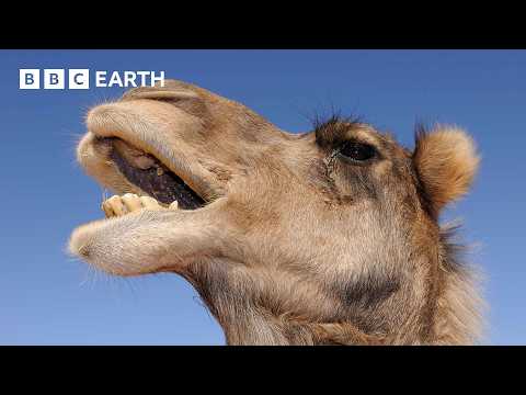 A Camel’s Love Sac | 4K UHD | Mammals | BBC Earth