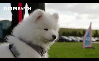 Stubborn Puppy Goes To Obedience Training | Wonderful World of Puppies | BBC Earth