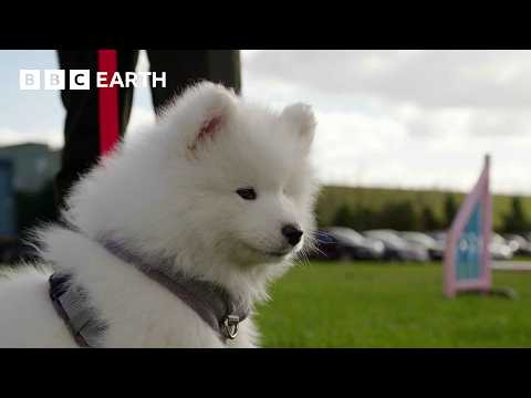 Stubborn Puppy Goes To Obedience Training | Wonderful World of Puppies | BBC Earth