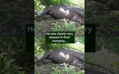 This friendly tapir crashed one of our shoots 😂 #PlanetEarth3 #Tapir