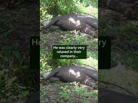 This friendly tapir crashed one of our shoots 😂 #PlanetEarth3 #Tapir