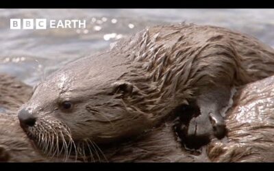 Mother Otter Gives Pups First Hunting Lesson | Yellowstone | BBC Earth