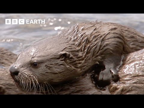 Mother Otter Gives Pups First Hunting Lesson | Yellowstone | BBC Earth