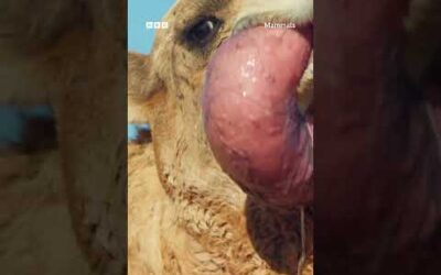 Dromedary camels possess an inflatable sac which they protrude from their mouths 🐪 #Mammals