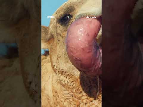 Dromedary camels possess an inflatable sac which they protrude from their mouths 🐪 #Mammals