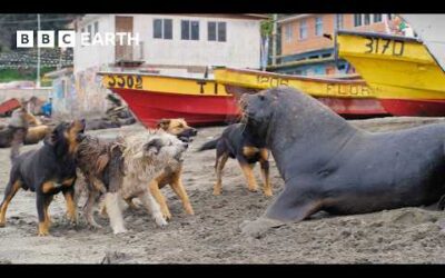 Sea Lions vs Dogs | Mammals | 4K UHD | BBC Earth