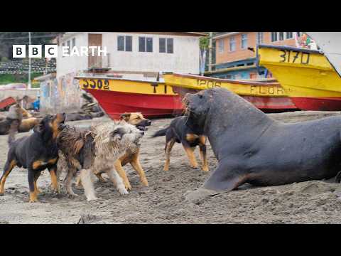 Sea Lions vs Dogs | Mammals | 4K UHD | BBC Earth