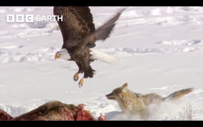 Animals Fight To Survive the Harsh Winter | Yellowstone | BBC Earth