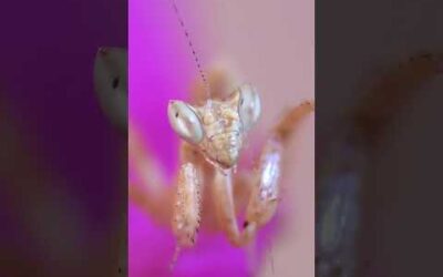 Did you know that mantises have 3D vision? #Shorts