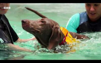 Anxious Dog Goes Swimming For The First Time | Wonderful World of Puppies | BBC Earth