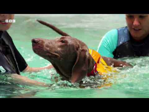 Anxious Dog Goes Swimming For The First Time | Wonderful World of Puppies | BBC Earth