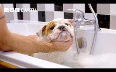 Overweight English Bulldog Tries To Keep Fit | Wonderful World of Puppies | BBC Earth